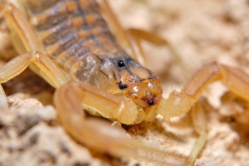 A yellow scorpion, Buthus occitanus. Natural enviroment. Granada, Spain. Macro photography