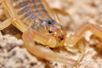 A yellow scorpion, Buthus occitanus. Natural enviroment. Granada, Spain. Macro photography