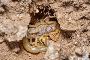 A yellow scorpion, Buthus occitanus. Natural enviroment. Granada, Spain. Macro photography