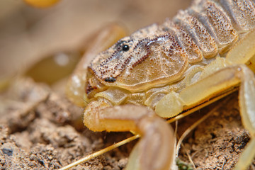 A yellow scorpion, Buthus occitanus. Natural enviroment. Granada, Spain. Macro photography