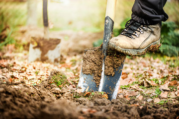 Fototapeta premium Worker digs soil with shovel in colorfull garden, workers loosen black dirt at farm, agriculture concept autumn detail. Man boot or shoe on spade prepare for digging...