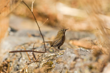 eurasian wren
