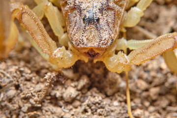 A yellow scorpion, Buthus occitanus. Natural enviroment. Granada, Spain. Macro photography