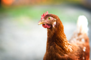 Young chicken or hen head detail or close up. Brown hens looking for food or seeds at farm.