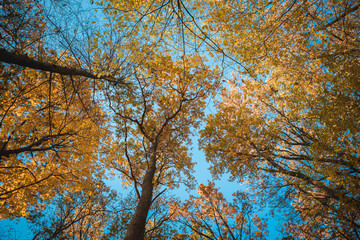 Fototapeta premium autumn forest trees. nature green wood sunlight backgrounds..