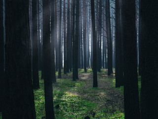high pine forest in the dark with fog