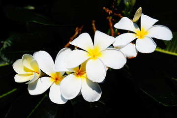 Fototapeta na wymiar White and yellow beautiful plumeria