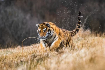 Sibirischer Tiger, der in Schnee läuft. Schönes, dynamisches und kraftvolles Foto dieses majestätischen Tieres. In einer Umgebung, die typisch für dieses erstaunliche Tier ist. Birken und Wiesen © vaclav