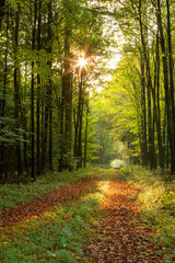 Herbstwald im Münsterland