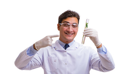 Scientist with green seedling in glass isolated on white