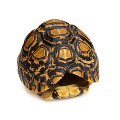 Close-up of Tortoise shell isolated on a white background