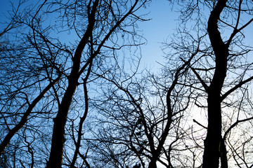 Winter forest in Spain.