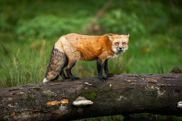 Red fox in the forest during the autumn