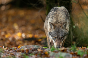 Face to face with a Grey wolf in the forest