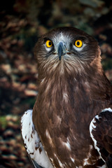 Snake Eagle Portrait. Wild animal