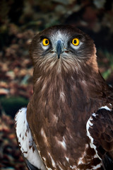 Snake Eagle Portrait. Wild animal