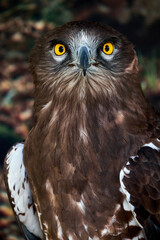 Snake Eagle Portrait. Wild animal