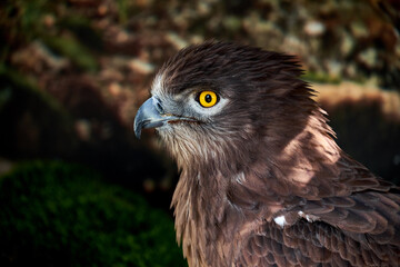 Snake Eagle Portrait. Wild animal