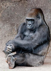 the gorrilla from africa