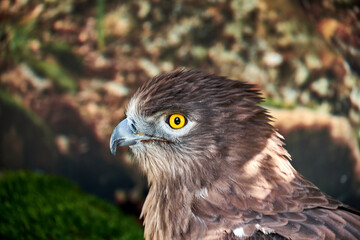 Snake Eagle Portrait. Wild animal
