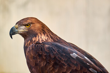 Golden Eagle Portrait. Wild animal.
