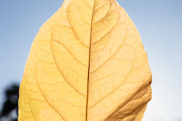 Obraz premium Autumn leaf against the sky. Close-up.