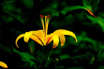 Obraz premium flowers, floristry, bouquet, garden, roses