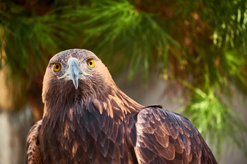 Golden Eagle Portrait. Wild animal.