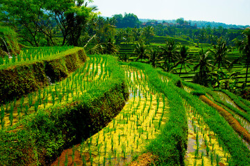 Jatiluwih Rice Terraces - Bali - Indonesia