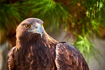 Golden Eagle Portrait. Wild animal.