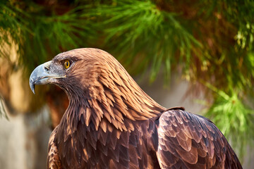 Golden Eagle Portrait. Wild animal.