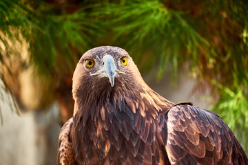Golden Eagle Portrait. Wild animal.