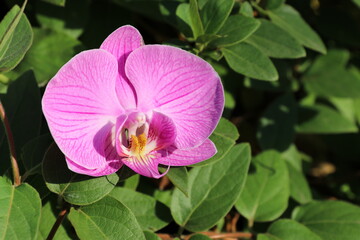 the relaxing tranquility of orchids in nature and sunlight