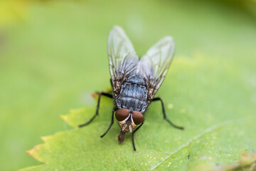 Fly on a macro green leaf