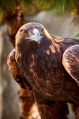 Golden Eagle Portrait. Wild animal.