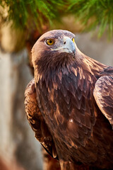Golden Eagle Portrait. Wild animal.