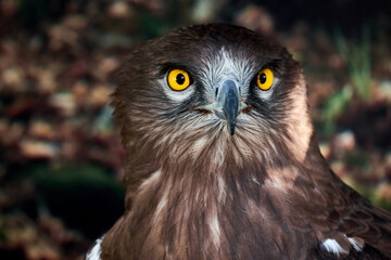 Snake Eagle Portrait. Wild animal