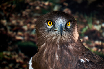 Snake Eagle Portrait. Wild animal