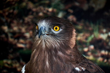 Snake Eagle Portrait. Wild animal
