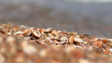 Closeup picture of sea shells