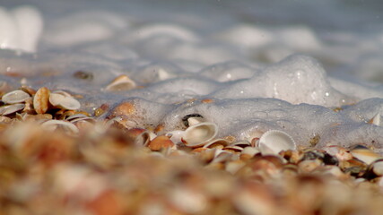 Closeup picture of sea shells