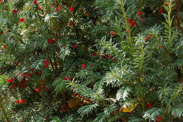 Berry yew (lat. Táxus baccáta)