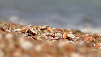 Closeup picture of sea shells
