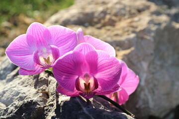the relaxing tranquility of orchids in nature and sunlight