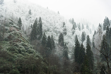 Winter scene with snowy pine trees, dry leaved trees and some green trees.