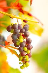 autumn, leaves, weather, yellow, Park