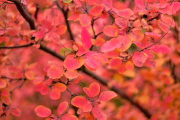 autumn leaves