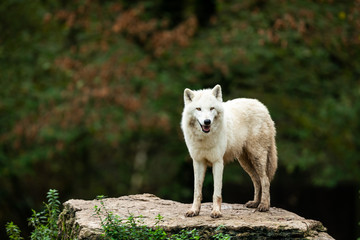 Artic wolf on the rock during the autumn