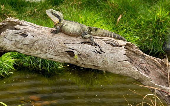 Eastern Water Dragon Australia