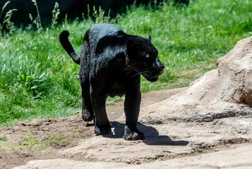 Tuinposter black panther also known as jaguar © markrhiggins